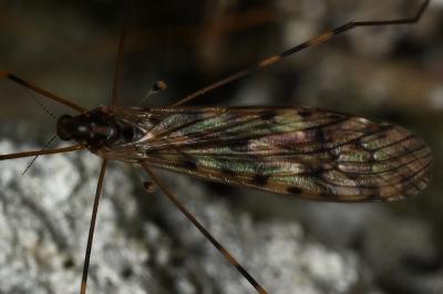 <i>Limonia nubeculosa</i>