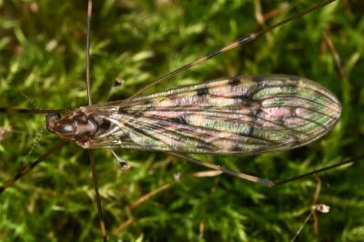 <i>Limonia nubeculosa</i>
