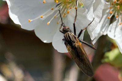 <i>Empis tessellata</i>