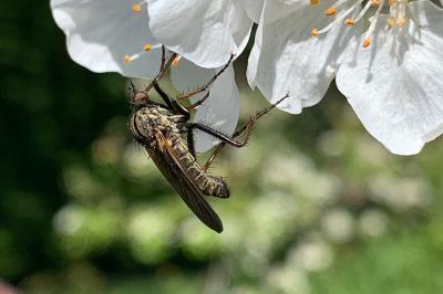 <i>Empis tessellata</i>