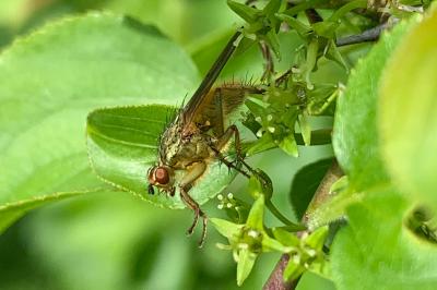<i>Scathophaga stercoraria</i>