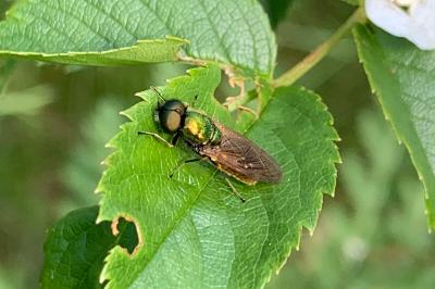 <i>Chloromyia formosa</i>