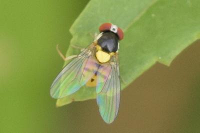 <i>Acletoxenus formosus</i>