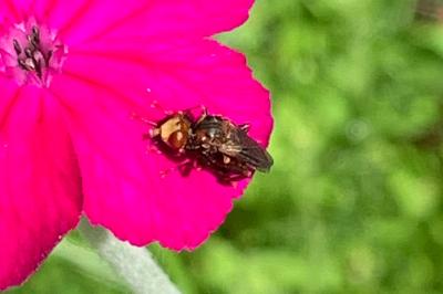<i>Sicus ferrugineus</i>