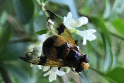 <i>Volucella inflata</i>