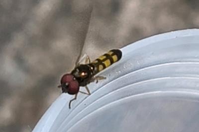 <i>Melanostoma</i>