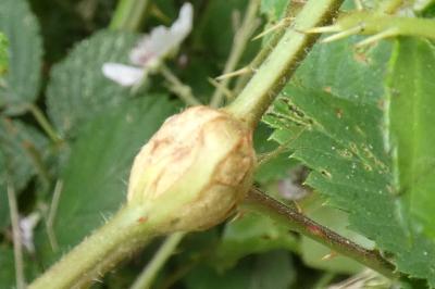 <i>Lasioptera rubi</i>
