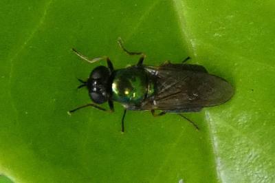 <i>Chloromyia formosa</i>