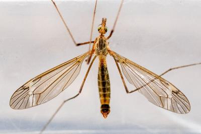 <i>Tipula vernalis</i>