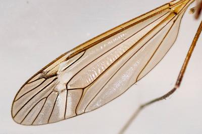 <i>Tipula vernalis</i>