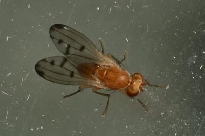 <i>Opomyza florum</i>