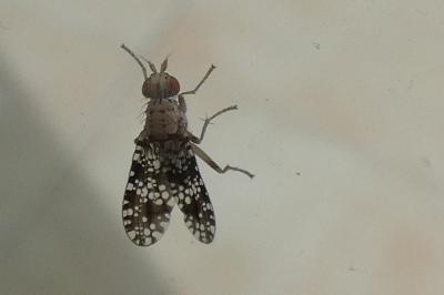 <i>Trypetoptera punctulata</i>