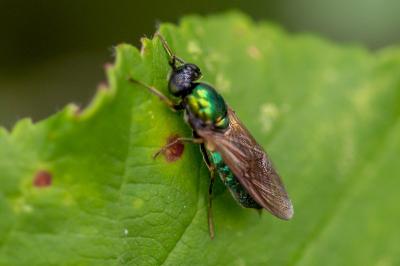 <i>Chloromyia formosa</i>
