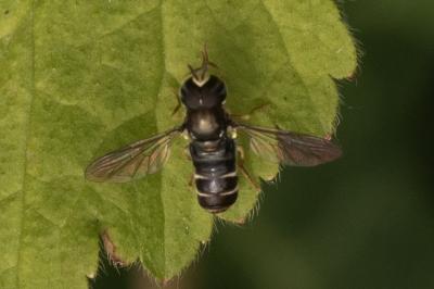 <i>Paragus pecchiolii</i>