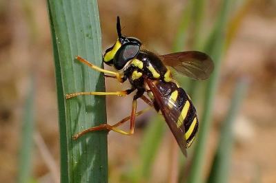 Chrysotoxum intermedium
