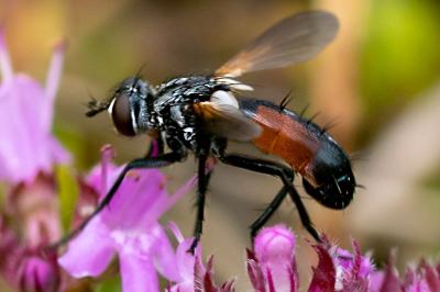 <i>Cylindromyia auriceps</i>
