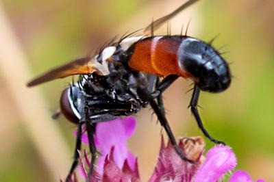 <i>Cylindromyia auriceps</i>
