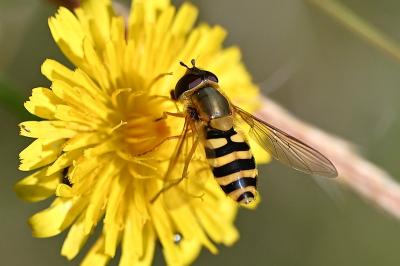<i>Syrphus ribesii</i>