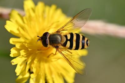 <i>Syrphus ribesii</i>