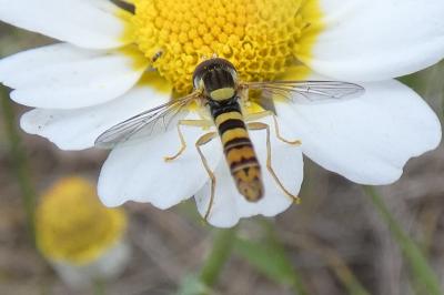 <i>Sphaerophoria scripta</i>