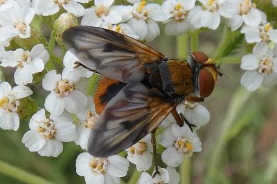 <i>Ectophasia crassipennis</i>