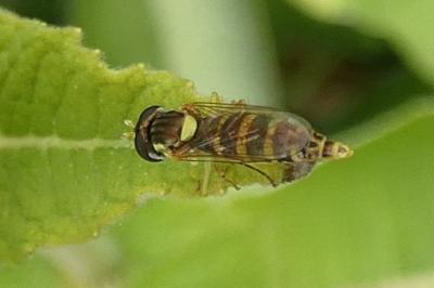 <i>Sphaerophoria</i>
