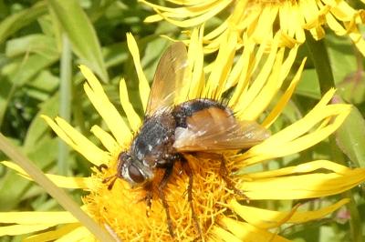 <i>Tachina fera</i>