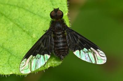 <i>Hemipenthes morio</i>