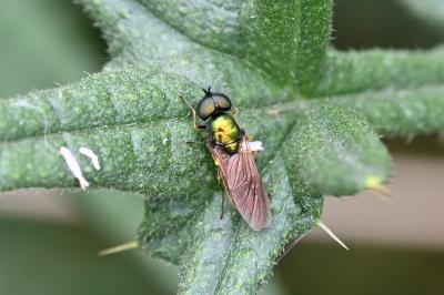 <i>Chloromyia formosa</i>