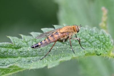 <i>Thereva nobilitata</i>