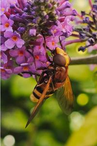 <i>Volucella zonaria</i>