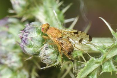 <i>Xyphosia miliaria</i>