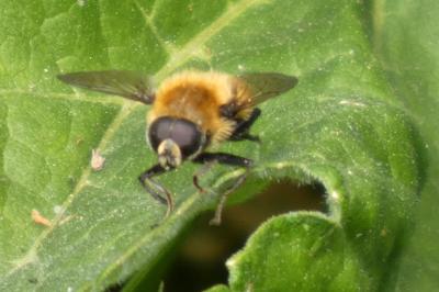 <i>Merodon equestris</i>