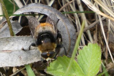 <i>Merodon equestris</i>