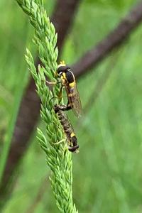 Syrphinae