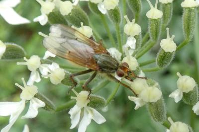<i>Scathophaga stercoraria</i>