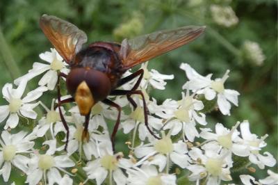 <i>Volucella zonaria</i>