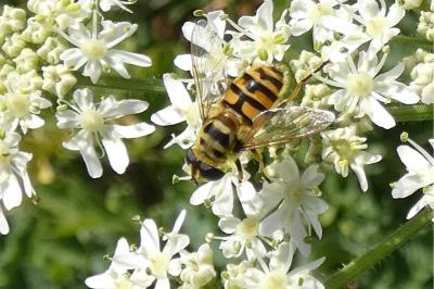 <i>Myathropa florea</i>