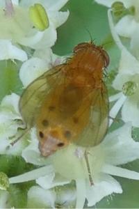 <i>Sapromyzosoma laevatrispina</i>