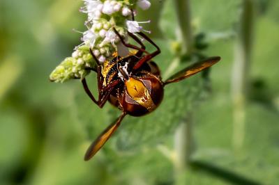 <i>Volucella zonaria</i>