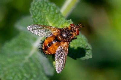 <i>Tachina fera</i>