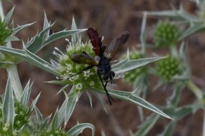 <i>Cylindromyia bicolor</i>