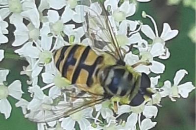 <i>Myathropa florea</i>