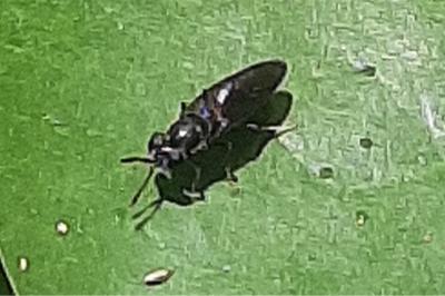 <i>Hermetia illucens</i>