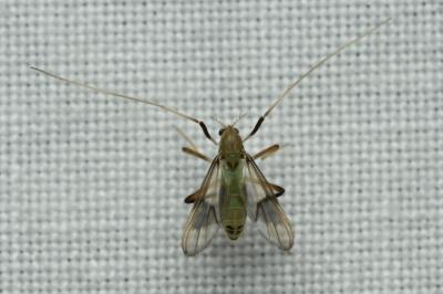 <i>Stenochironomus gibbus</i>