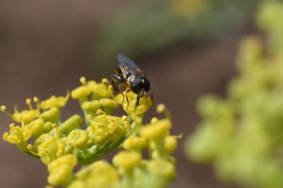 <i>Syritta pipiens</i>