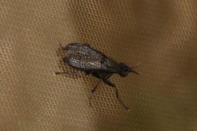 <i>Coremacera marginata</i>