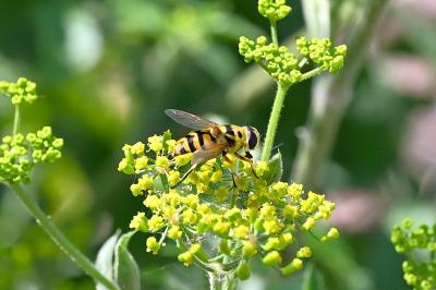 <i>Myathropa florea</i>