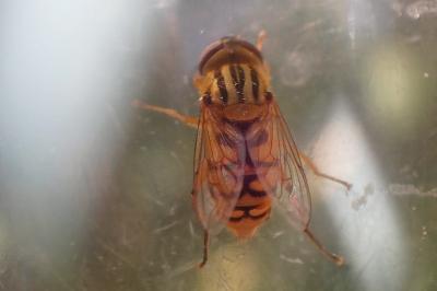 <i>Parhelophilus versicolor</i>