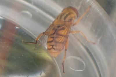 <i>Parhelophilus versicolor</i>